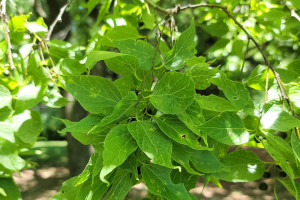 Hackberry Leaves